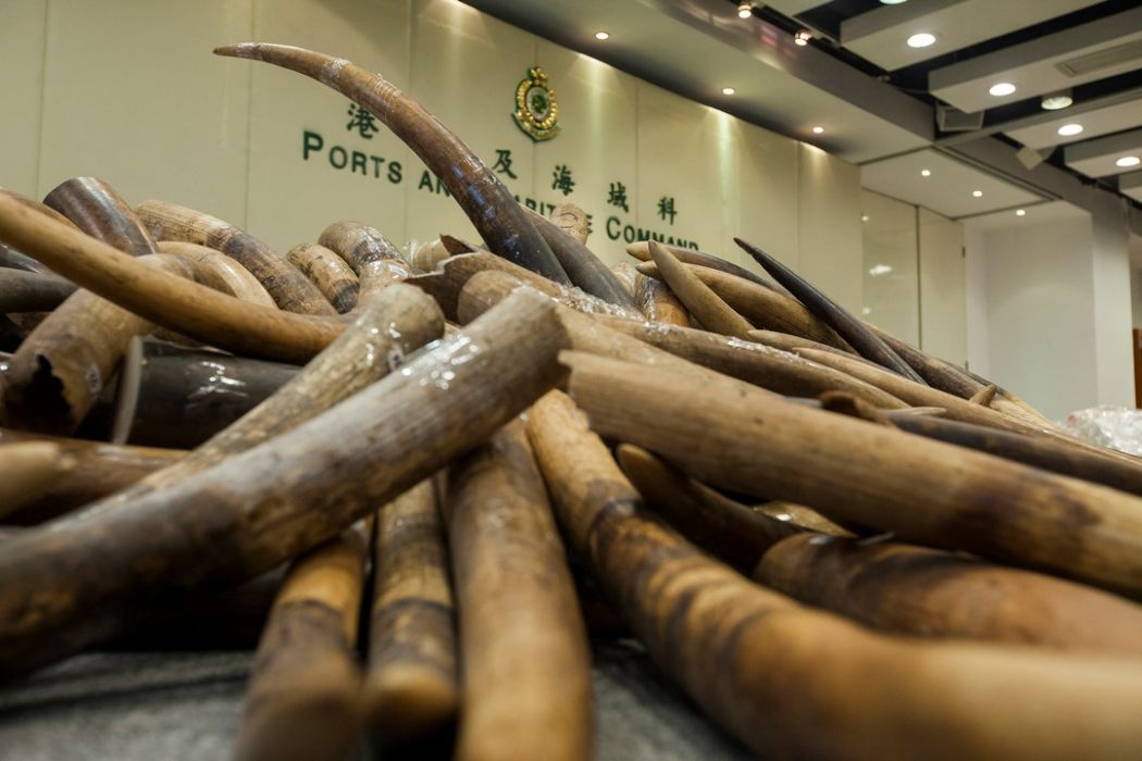 Largest-Ever Ivory Shipment Seized in Hong Kong Worth $9 Million